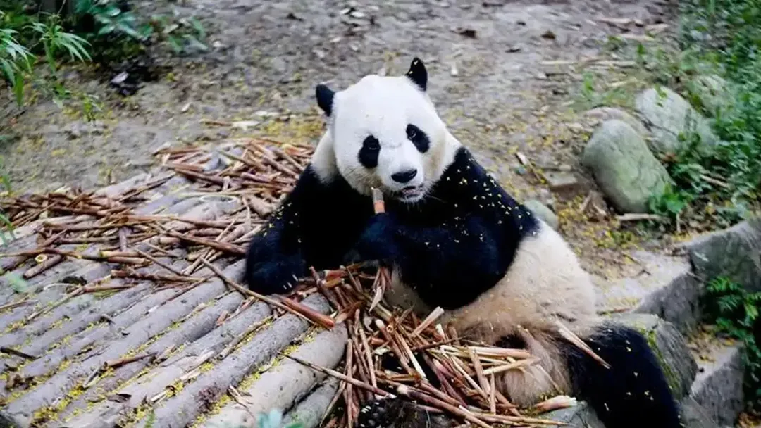 Şi'den ABD'ye 'Dostluk' Hediyesi: İki Panda Yolda