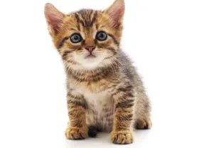 Is the US Becoming a Nation of Cat Lovers?