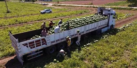 Bafra Ovası'nda 94 bin 500 ton karpuz rekoltesi bekleniyor