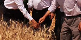 Edirne Valisi Sezer biçerdöverle buğday hasadı yaptı