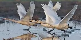 Exhausted by Optimisation, I’M Seeking Solace in the Past. As Sibelius’s Swans Soar Skywards, so Do My Spirits | Joseph Earp