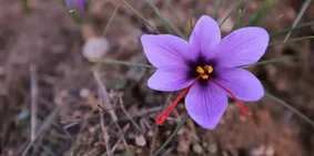 Karabük'te ekilen "mucize bitki" safranın hasadı sürüyor Karabük'te ekilen "mucize bitki" safranın hasadı sürüyor