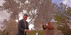 Muğla'da maden rehabilitasyon projesinde zeytin fidanları toprakla buluşturuldu