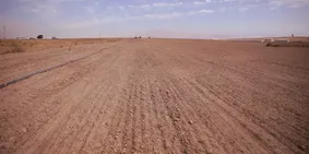 Niğde'de üniversitenin tarıma kazandırılan arazilerinde yem bitkileri yetiştiriliyor