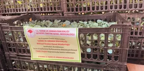 Sarıyer'de 62 üreticiye 112 bin fide dağıtıldı