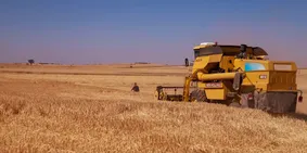 Uşak'ta kuraklığa dayanıklı arpa ve buğday tohumlarının ekili olduğu tarlalarda hasat yapıldı