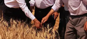 Edirne Valisi Sezer biçerdöverle buğday hasadı yaptı