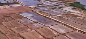 Edirne'de çeltik ekim alanı 450 bin dekara ulaştı