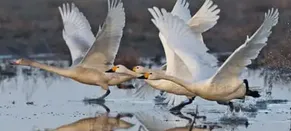 Exhausted by Optimisation, I’M Seeking Solace in the Past. As Sibelius’s Swans Soar Skywards, so Do My Spirits | Joseph Earp