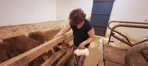 Giresun'da hastalıktan ari üç hayvancılık tesisine destek verildi