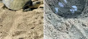In a First, Olive Ridley Turtles Spotted Nesting on California’s Beaches