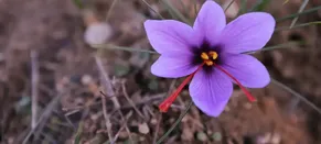 Karabük'te ekilen "mucize bitki" safranın hasadı sürüyor