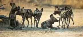 ‘Like A Disney Movie’: Three Wild Dog Brothers Make Africa’s Longest Journey