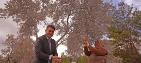 Muğla'da maden rehabilitasyon projesinde zeytin fidanları toprakla buluşturuldu