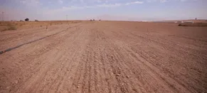 Niğde'de üniversitenin tarıma kazandırılan arazilerinde yem bitkileri yetiştiriliyor
