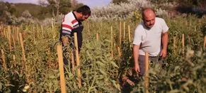 Safranbolu'nun coğrafi işaretli maniye domatesinde hasat başladı