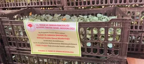 Sarıyer'de 62 üreticiye 112 bin fide dağıtıldı