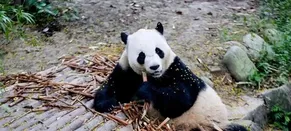 Şi'den ABD'ye 'Dostluk' Hediyesi: İki Panda Yolda