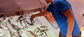 Sinop'ta palamutlar tanesi 350 liradan tezgahlarda satışa sunuldu