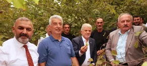 Trabzon'da coğrafi işaretli "Arsin Foşa fındığı" hasadı başladı