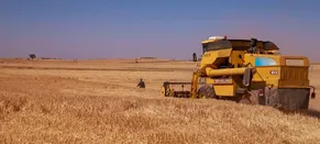 Uşak'ta kuraklığa dayanıklı arpa ve buğday tohumlarının ekili olduğu tarlalarda hasat yapıldı