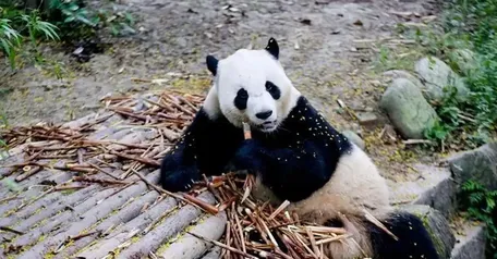 Şi'den ABD'ye 'Dostluk' Hediyesi: İki Panda Yolda