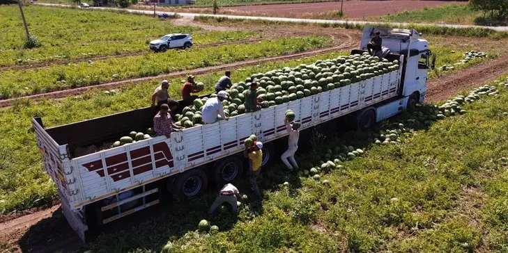 Bafra Ovası'nda 94 bin 500 ton karpuz rekoltesi bekleniyor Bafra Ovası'nda 94 bin 500 ton karpuz rekoltesi bekleniyor