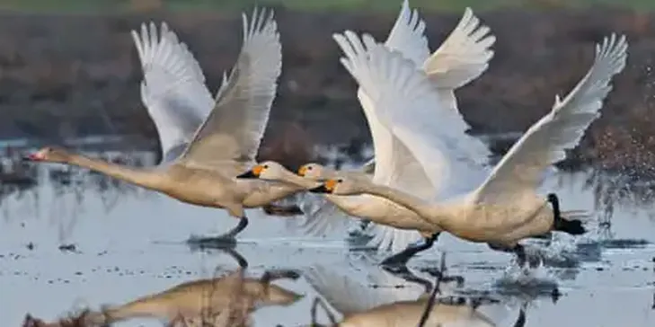 Exhausted by Optimisation, I’M Seeking Solace in the Past. As Sibelius’s Swans Soar Skywards, so Do My Spirits | Joseph Earp