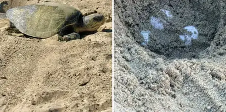 In a First, Olive Ridley Turtles Spotted Nesting on California’s Beaches