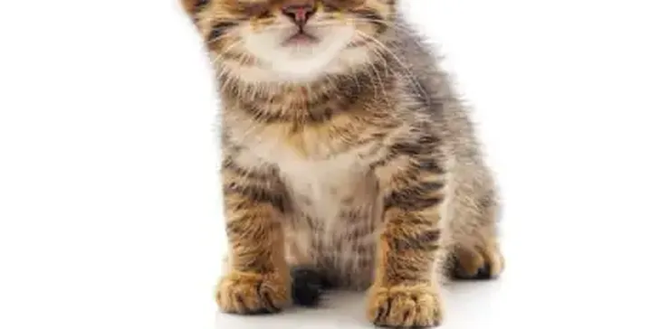 Is the US Becoming a Nation of Cat Lovers?