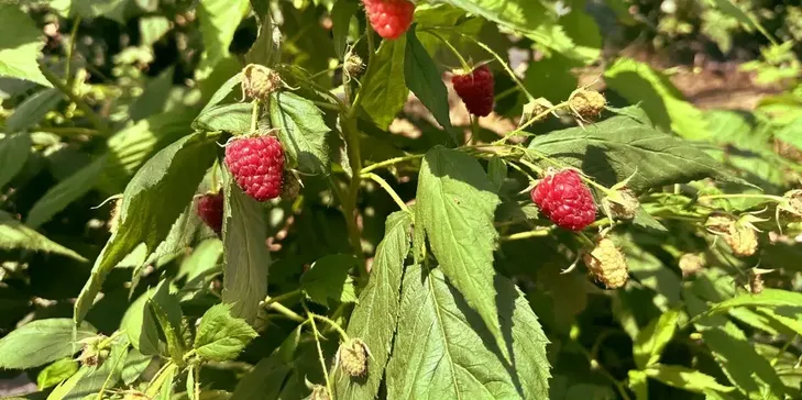 Isparta'da üretimi yaygınlaşan ahududu hasadı yapılıyor