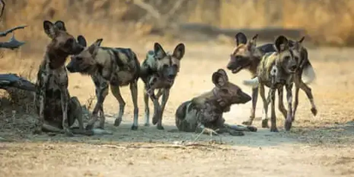 ‘Like A Disney Movie’: Three Wild Dog Brothers Make Africa’s Longest Journey