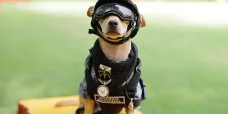 Paw Patrol: Mexico Debuts Tiniest National Guard Recruit