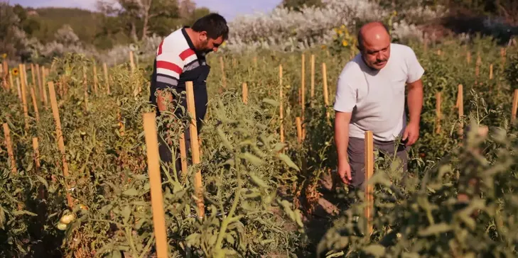 Safranbolu'nun coğrafi işaretli maniye domatesinde hasat başladı