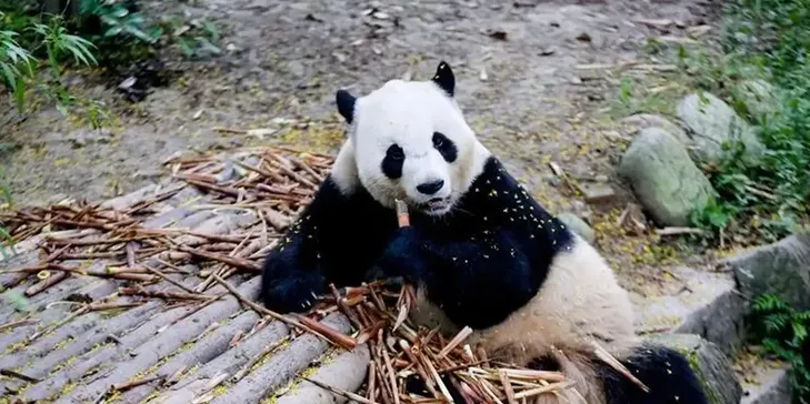 Şi'den ABD'ye 'Dostluk' Hediyesi: İki Panda Yolda