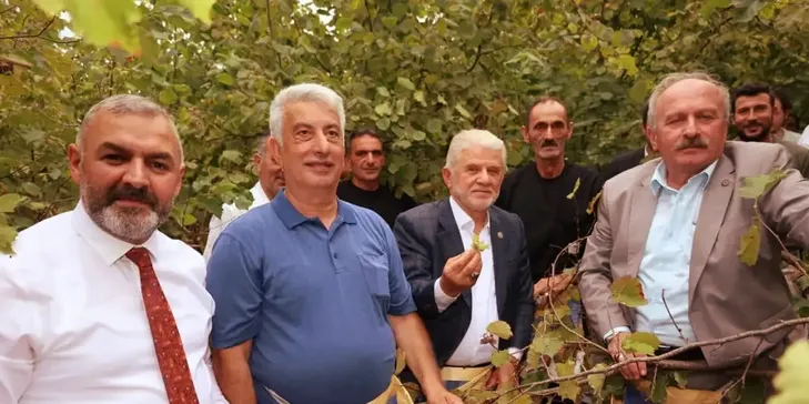 Trabzon'da coğrafi işaretli "Arsin Foşa fındığı" hasadı başladı Trabzon'da coğrafi işaretli "Arsin Foşa fındığı" hasadı başladı